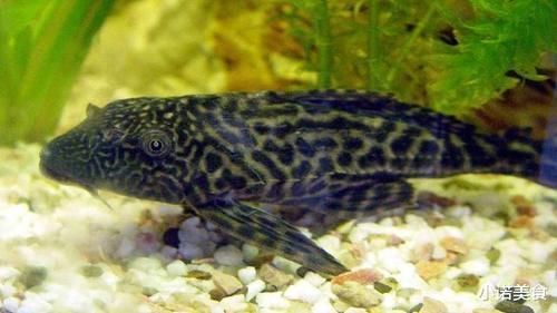 种鱼|我国公认“最难吃”的6种鱼,如果你全部吃过,我敬你是条汉子