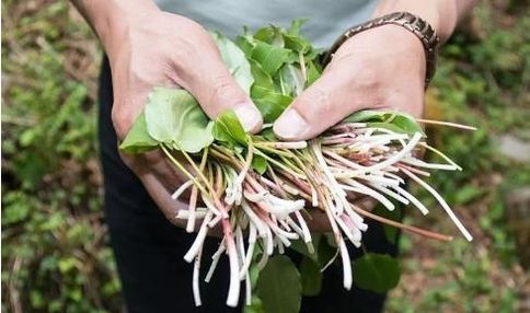  简单|长在缝中的野菜，简单凉拌就好吃，味道似韭菜，春天的美味