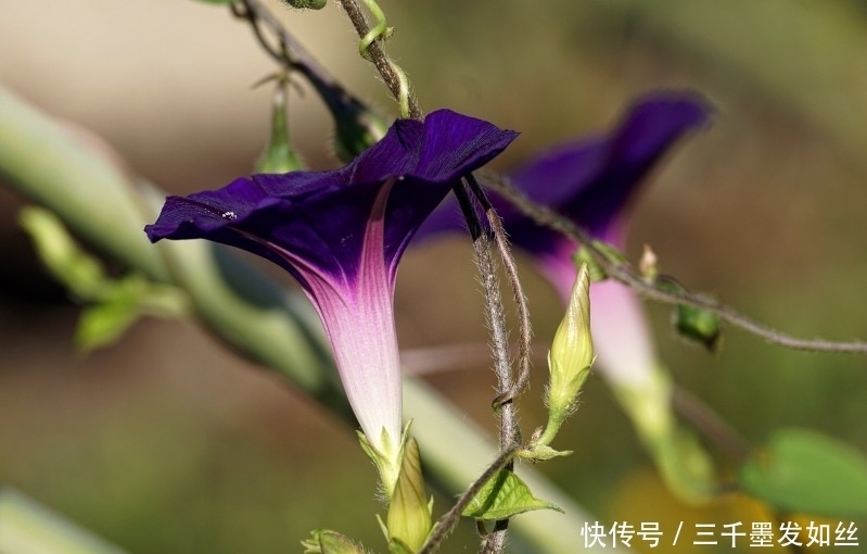 爱情|9月下旬,在追求爱情的路上,他们相遇真爱,怦然心动的四大生肖