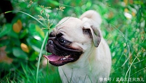 逼人|属狗人:在这六个吉日出生,贵气逼人,一生富贵!