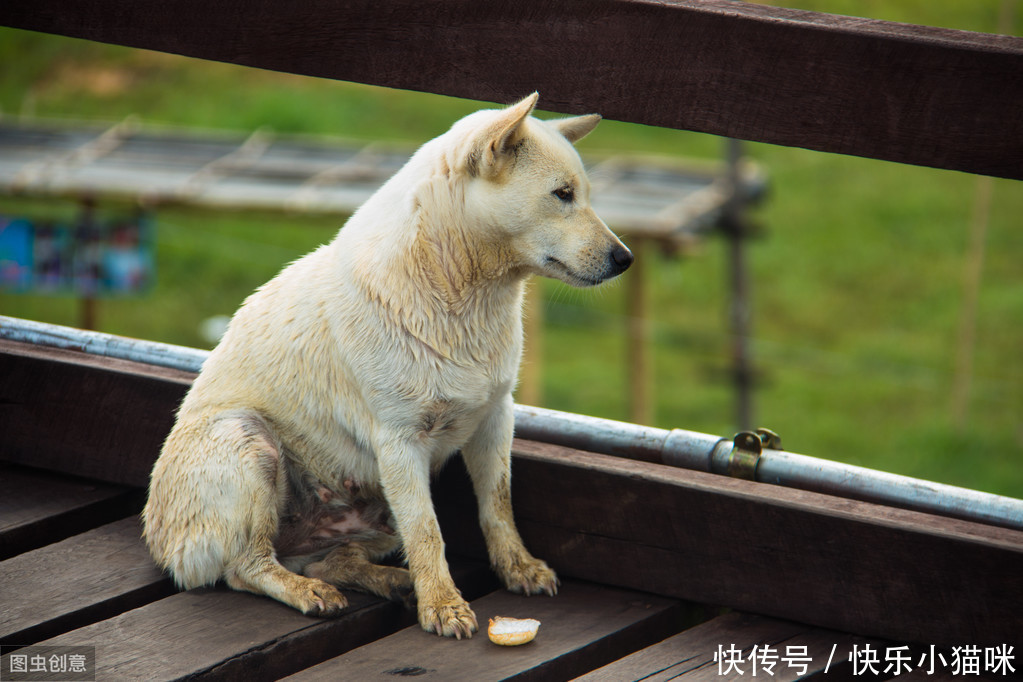  主人|当狗狗想念主人时，它会做这些事，第四件很多人却在责骂