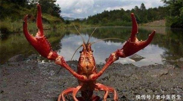 中国|小龙虾“横行”德国,待国人到那开店后,当地人“沉沦”