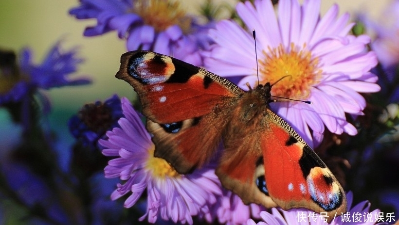  爱情|进入8月，感情出现转机，爱情随叫随到的四大星座！