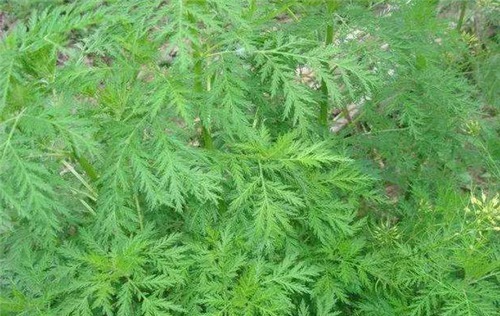 全国|曾风靡全国的“宝塔糖”,为何突然销声匿迹了?你看苏联做了啥