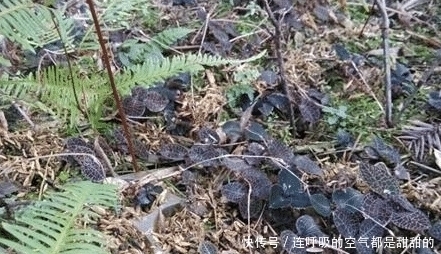 金线莲|价格年年涨，野生的曾卖上万元1斤，很多人去采挖，种植的人很少