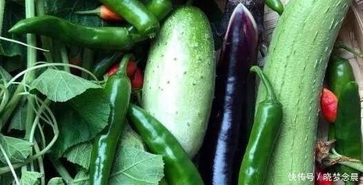 茄子|4种夏季食材,晒干后比新鲜的好吃10倍!放一年都不坏