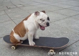  搞笑|搞笑图片幽默段子笑话：哈哈哈，狗子玩滑板也能这么开心吗
