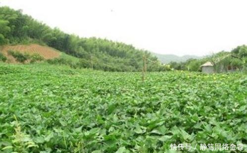  危险|冒着被砍头危险走私运回中国, 成为古代人救命神器