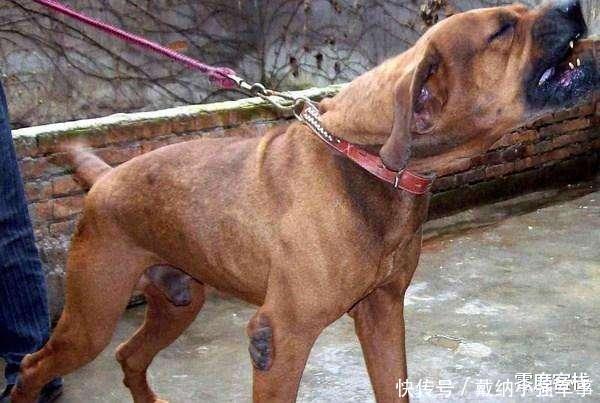  伤害|文明养狗，请不要让你的宝贝伤害到别人的宝贝