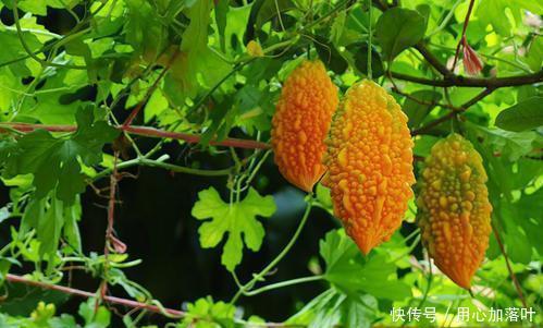 院子|以前院子里常种的一种水果,形似苦瓜瓜瓤鲜红,农村小孩都吃过