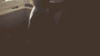  拍到|搞笑GIF：在沙滩上拍到比大白鲨还恐怖的生物