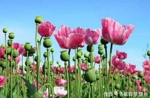  全球|全球最大的罂粟产区：占全球产量80% 可直接影响世界价格