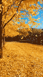 太狠|搞笑GIF:你们太狠了!整这么惨!还没举行仪式呢!