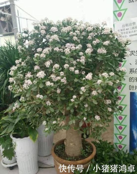 保平安|聪明人爱养这八种“守家树”,护宅吉祥保平安,养好了都是传家宝