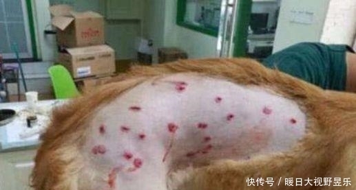 托运|女孩花钱将金毛托运回家,下机时去接狗狗,但看到金毛气晕