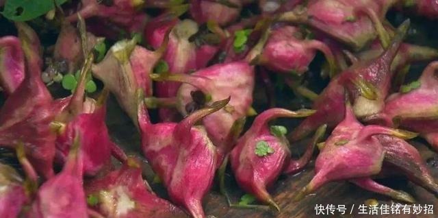 仙女|像江南小仙女一样鲜灵灵的水八仙,在秋天发出邀请函