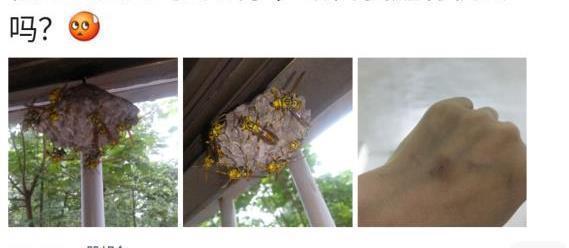  马蜂|“被这么大的马蜂蜇了，我还有机会吗？”哈哈哈找个阴凉地躺下吧