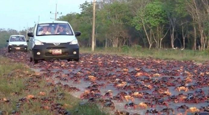  德国|中国游客去德国吃大闸蟹，给了400块刚想离开，却被德国老板喊住