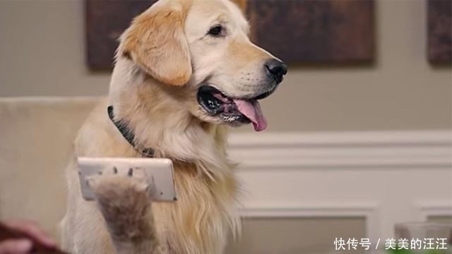 宠物狗品种大盘点：从迷你到巨型你的选择不止于想象